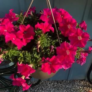 Meet your Posher, Patita